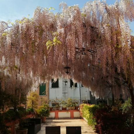 The beautiful blooming wisteria at Barbaria Terrace apartment with Luxrest Venice