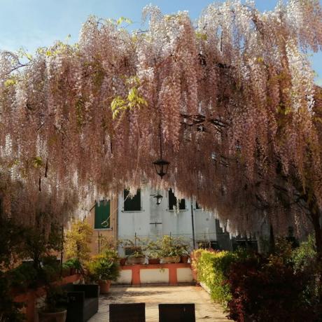 Die wunderschön blühenden Glyzinien im Barbaria Terrace Apartment mit Luxrest Venice