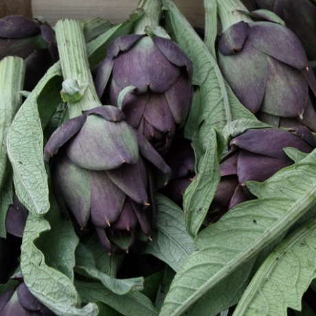 I carciofi violetti di Sant'Erasmo